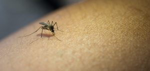 aedes aegypti mosquito da dengue picando um humano